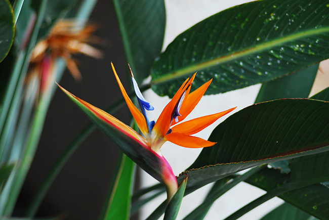 Unieke kamerplant kopen: de paradijsvogelplant